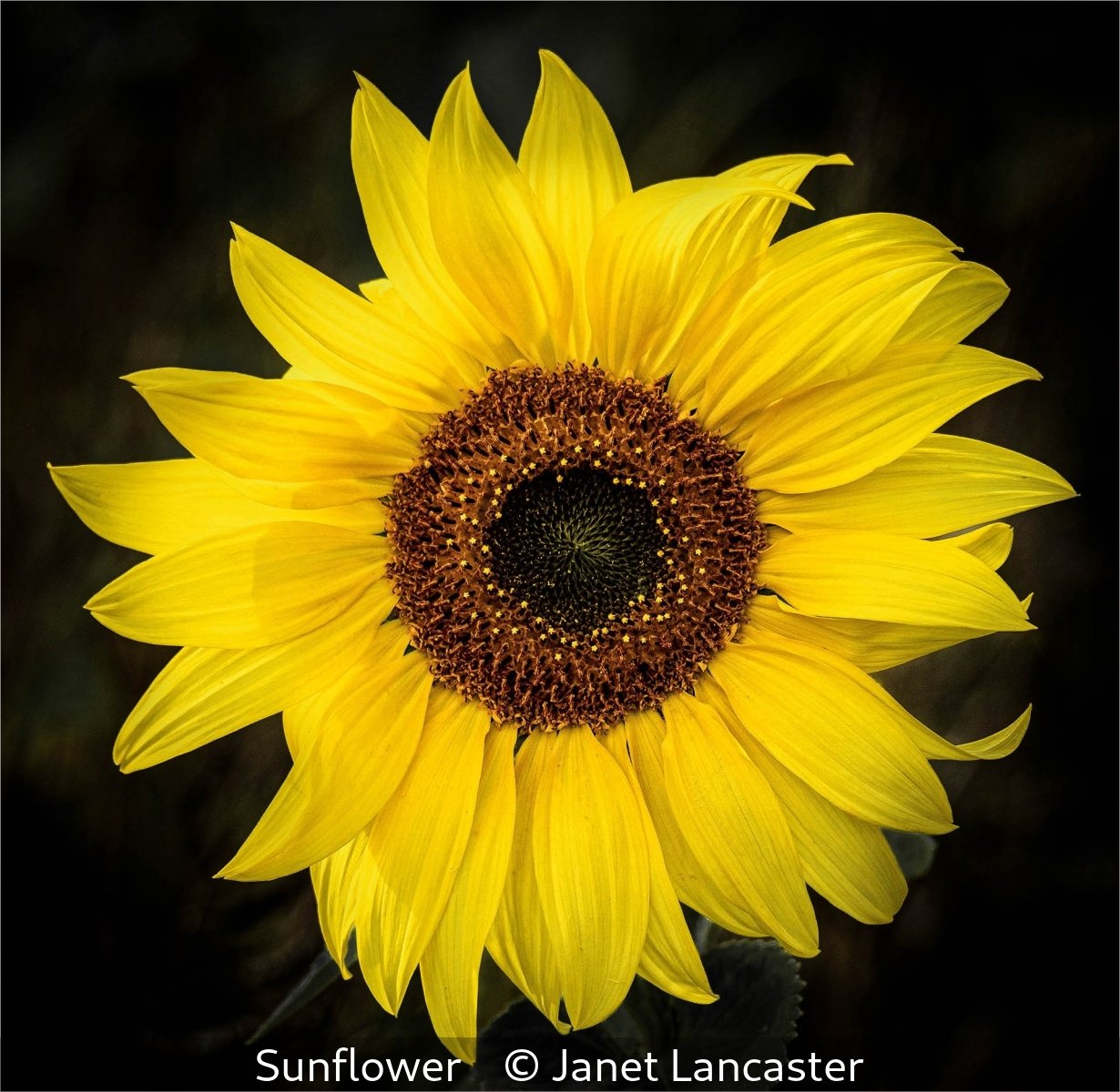 16_Sunflower_Janet Lancaster_.jpg