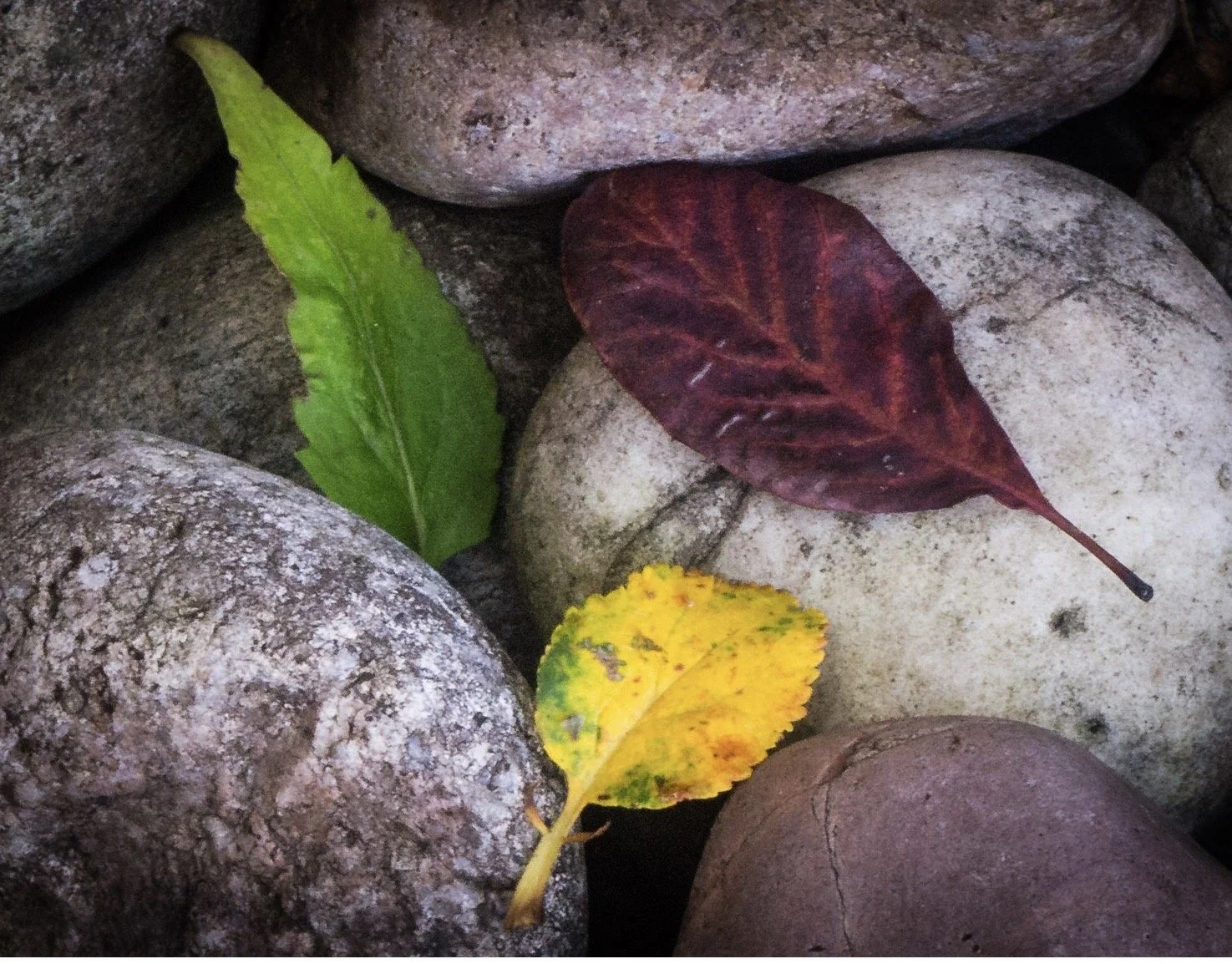 Autumn Tricolour by Paul Franklin 15 points