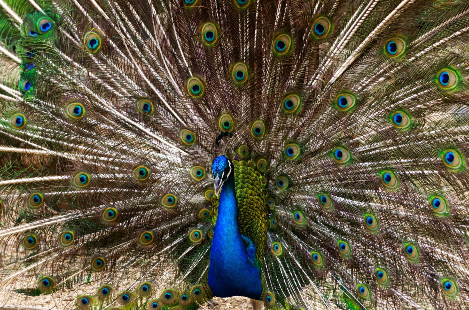 Peacock by Colin Pascoe