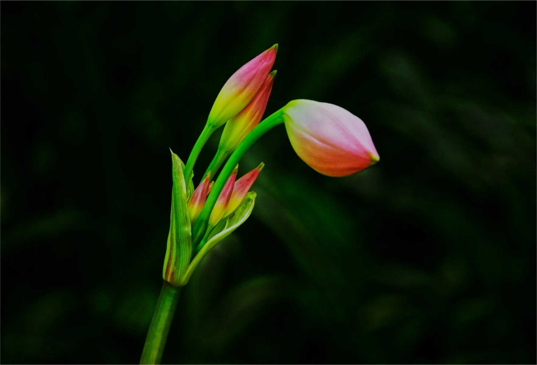 Preparing to Bloom by Colin Pascoe 15 pts