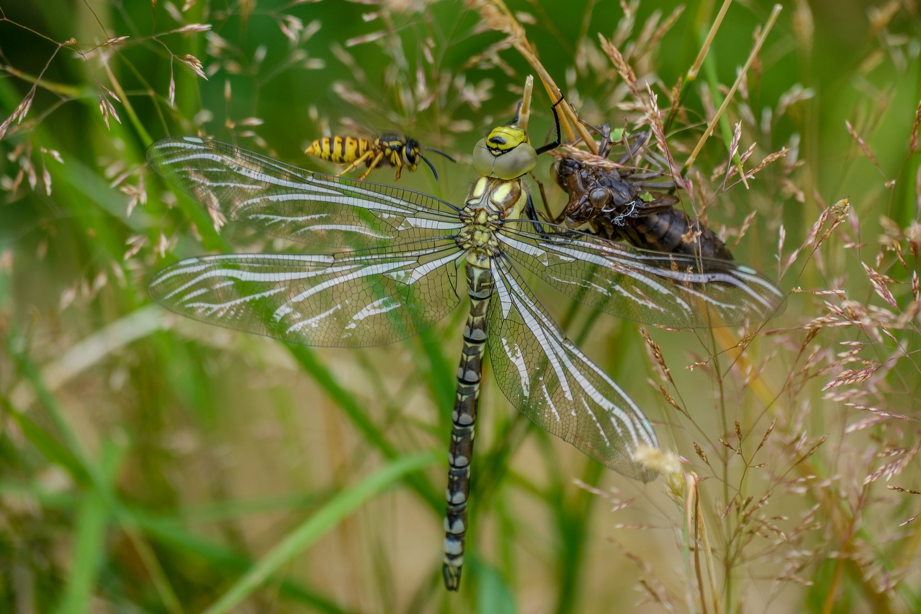 Wasp Attacking Dragonfly by John Hillier 20 pts