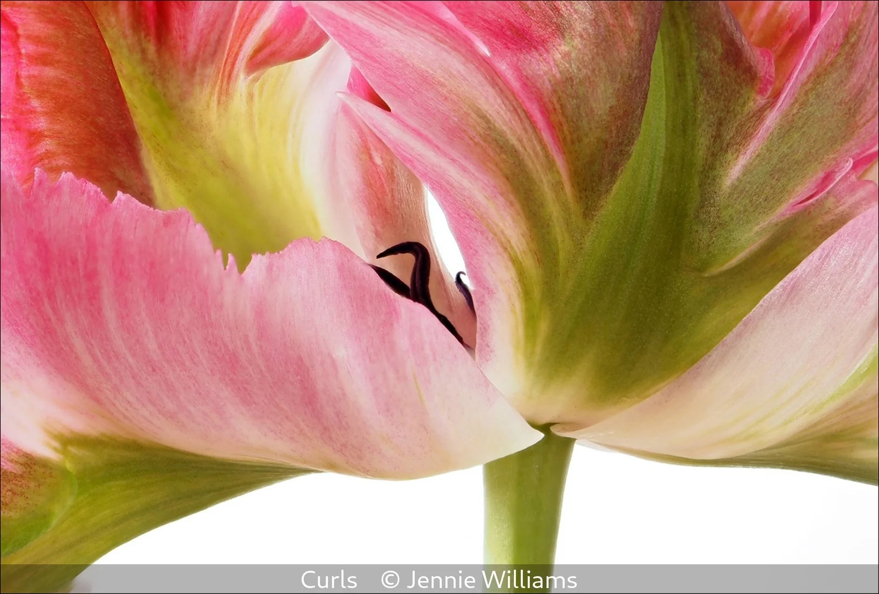 18_Curls_Jennie Williams_.jpg