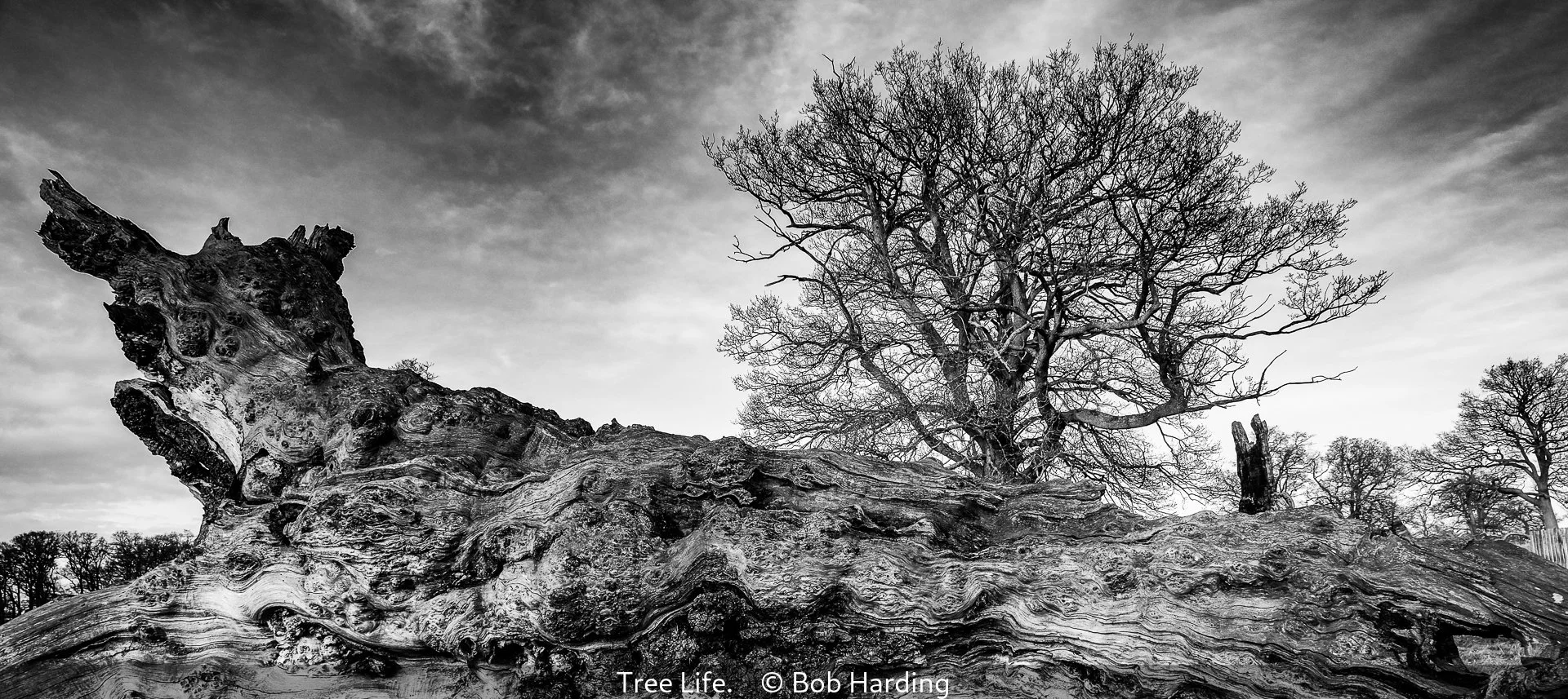 15_Tree Life._Bob Harding_.jpg