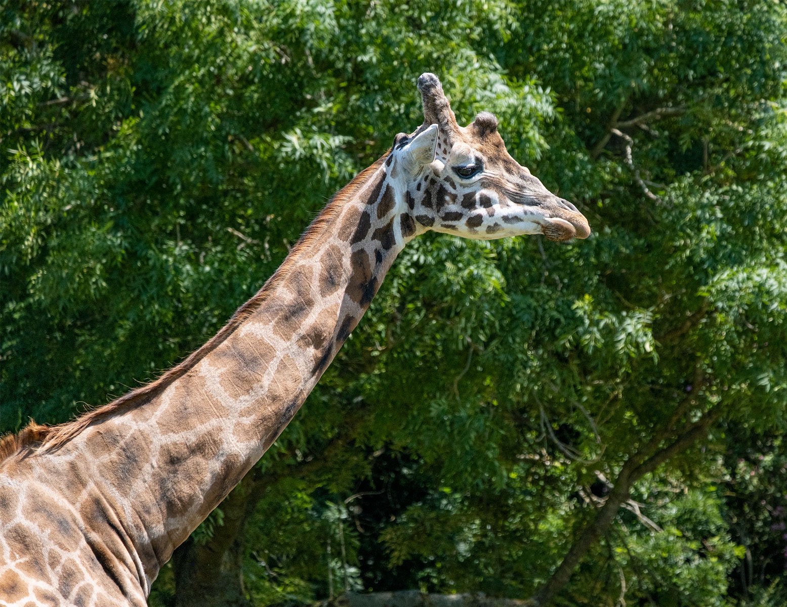 The Giraffe by Suzanne Mellor