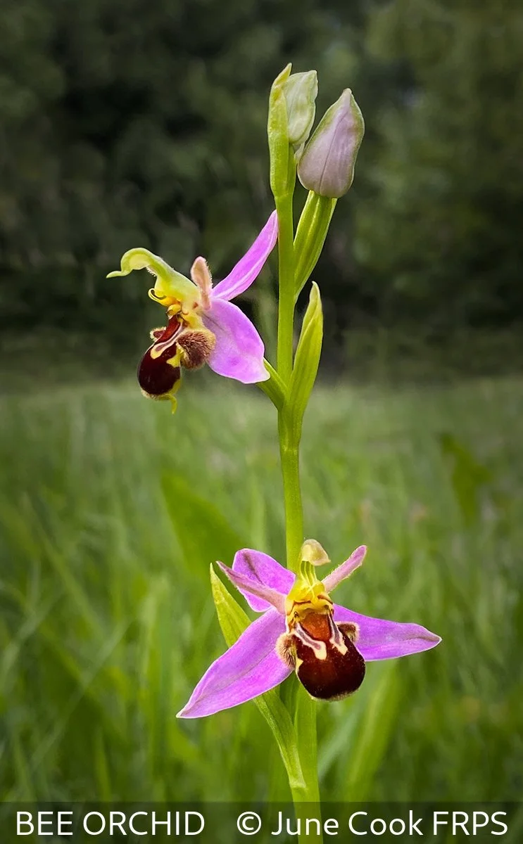 17_BEE ORCHID_June Cook_FRPS.jpg
