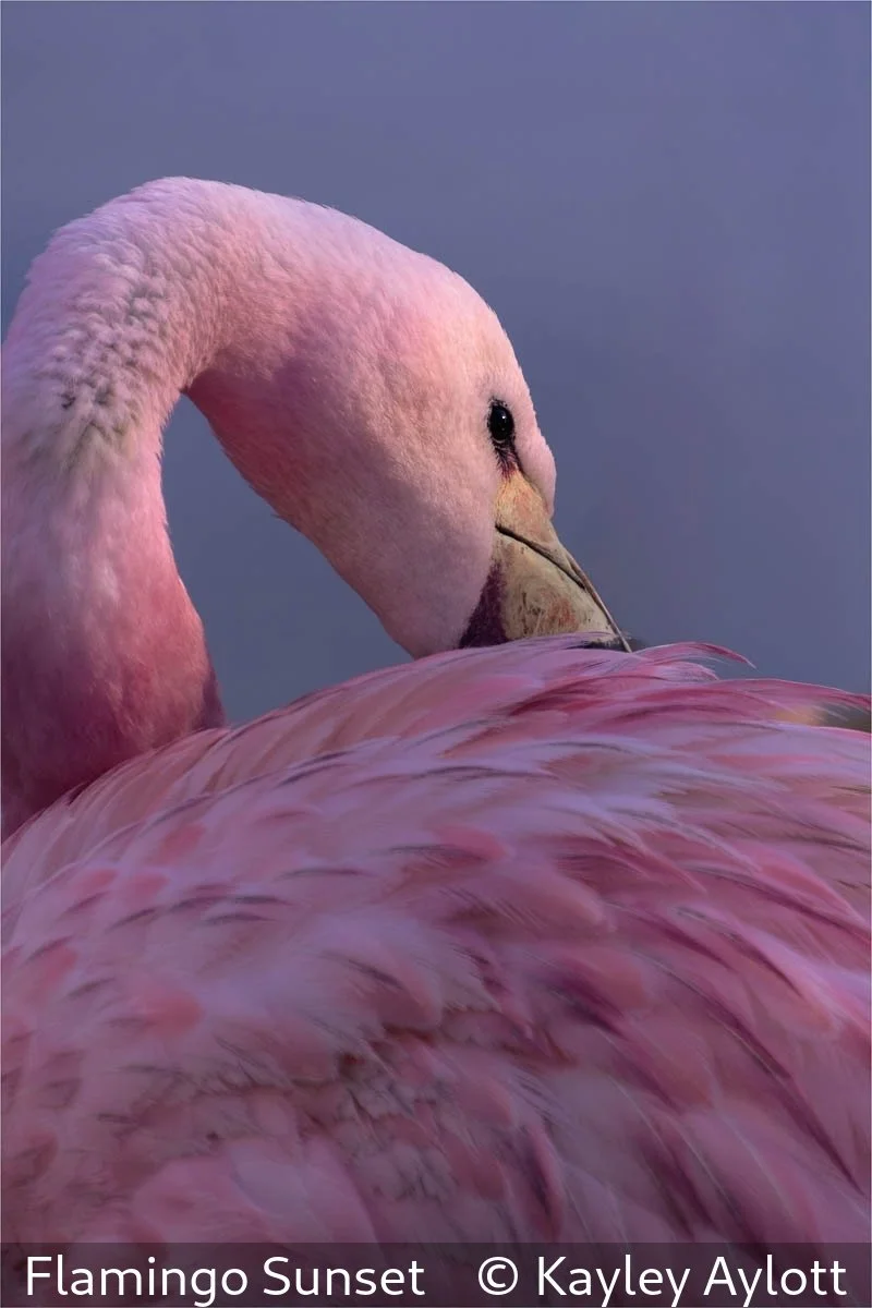 18_Flamingo Sunset_Kayley Aylott_.jpg