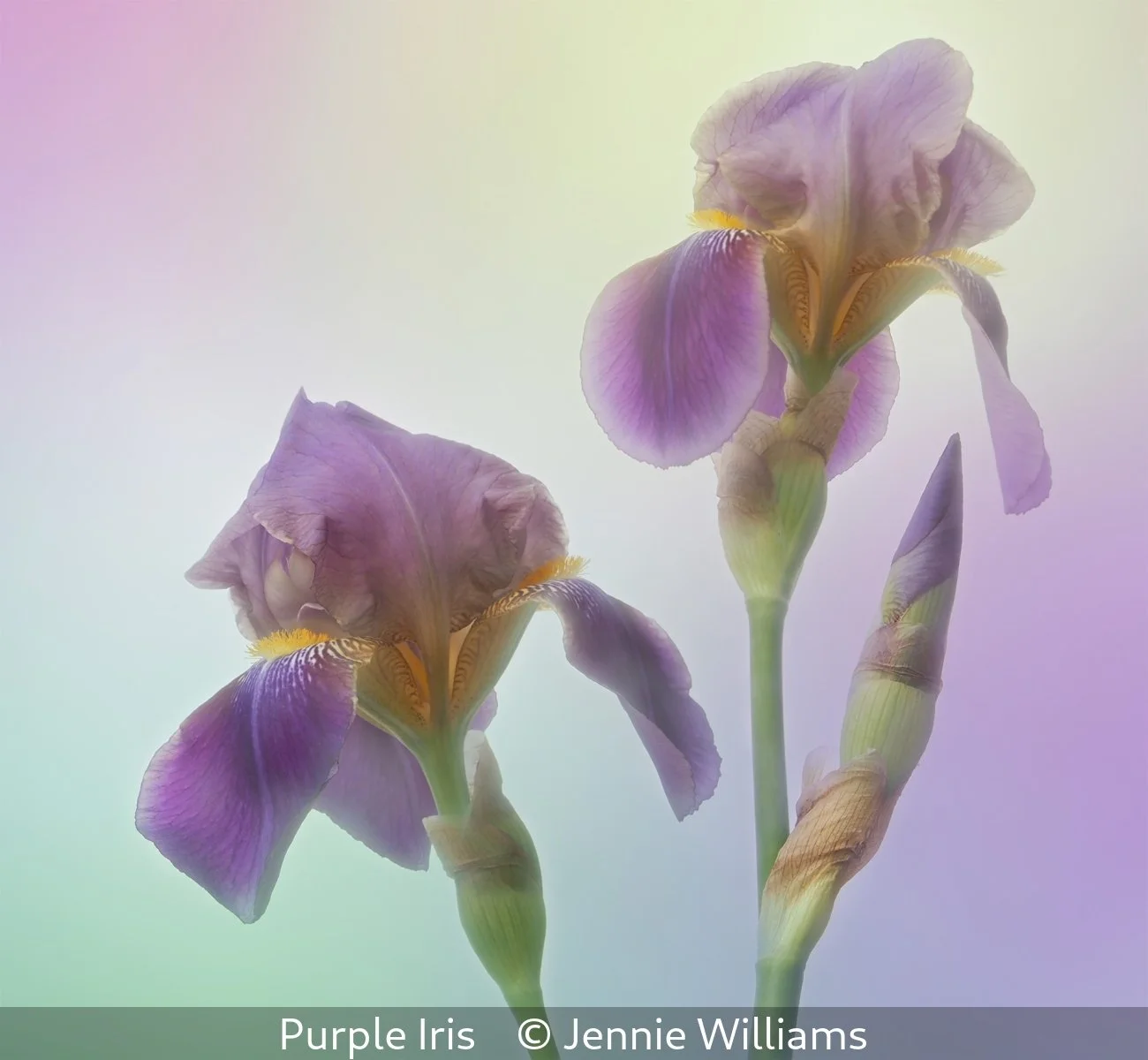 18_Purple Iris_Jennie Williams_.jpg