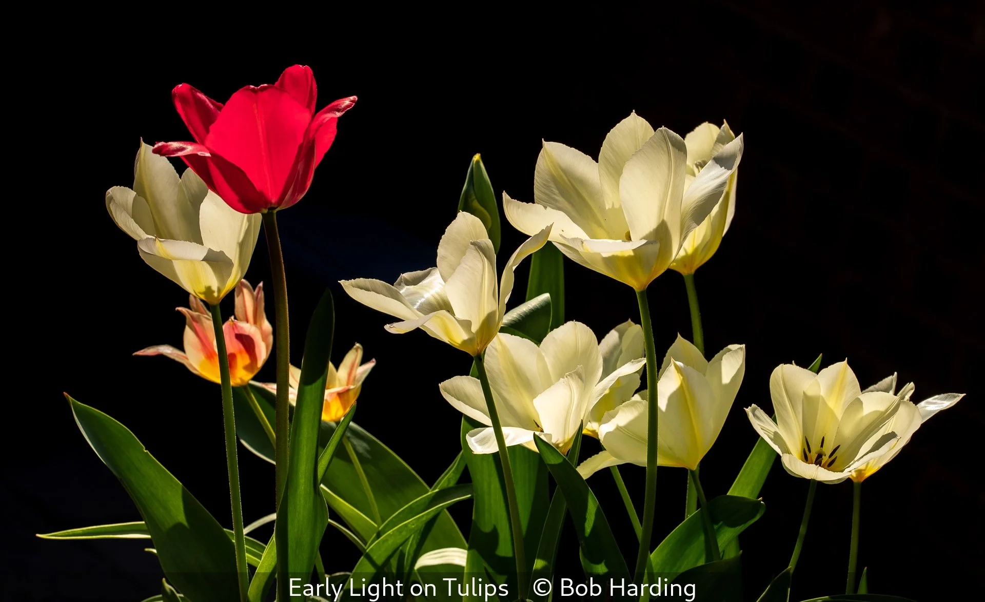 17_Early Light on Tulips_Bob Harding_.jpg