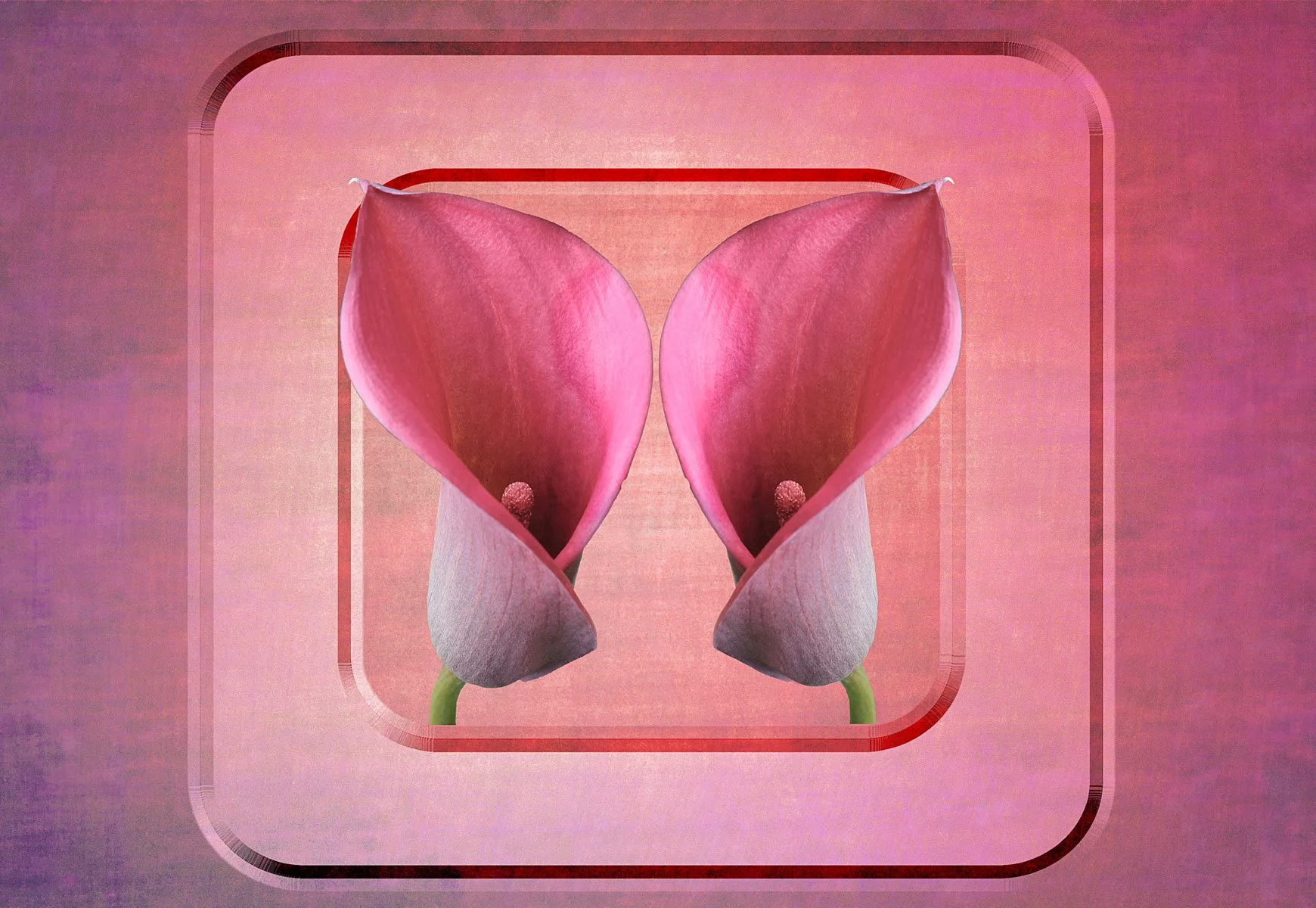 Cala Lilies by Suzanne Mellor 16 points