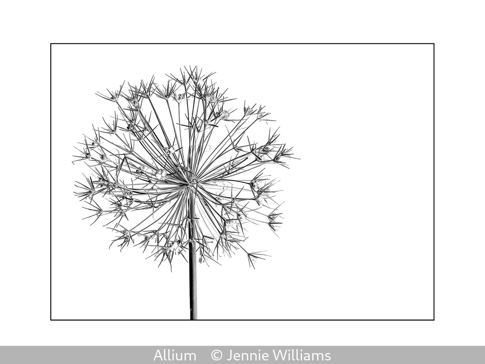 19_Allium_Jennie Williams_.jpg