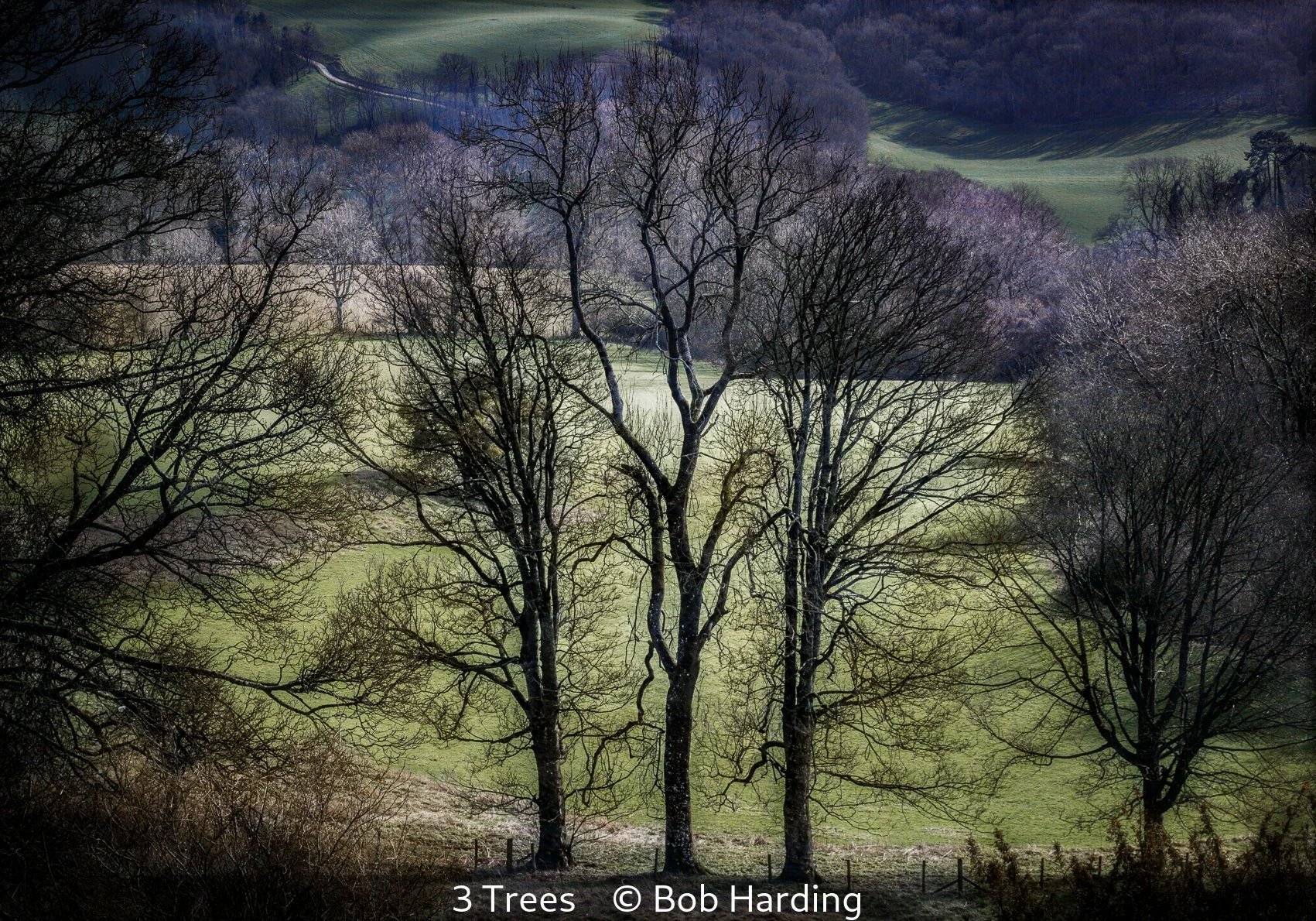 16_3 Trees_Bob Harding_.jpg
