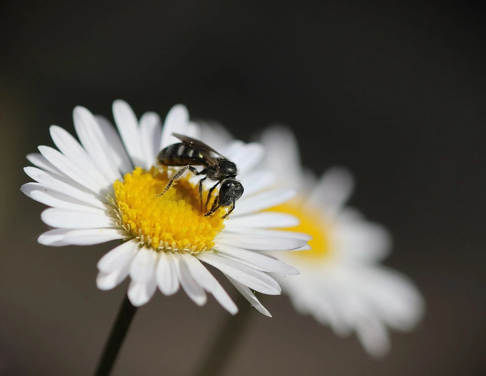 Tiny Scissor Bee on Fleabane by Margaret Robson
