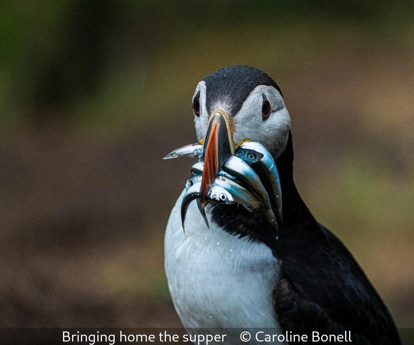 15_Bringing home the supper_Caroline Bonell_.jpg
