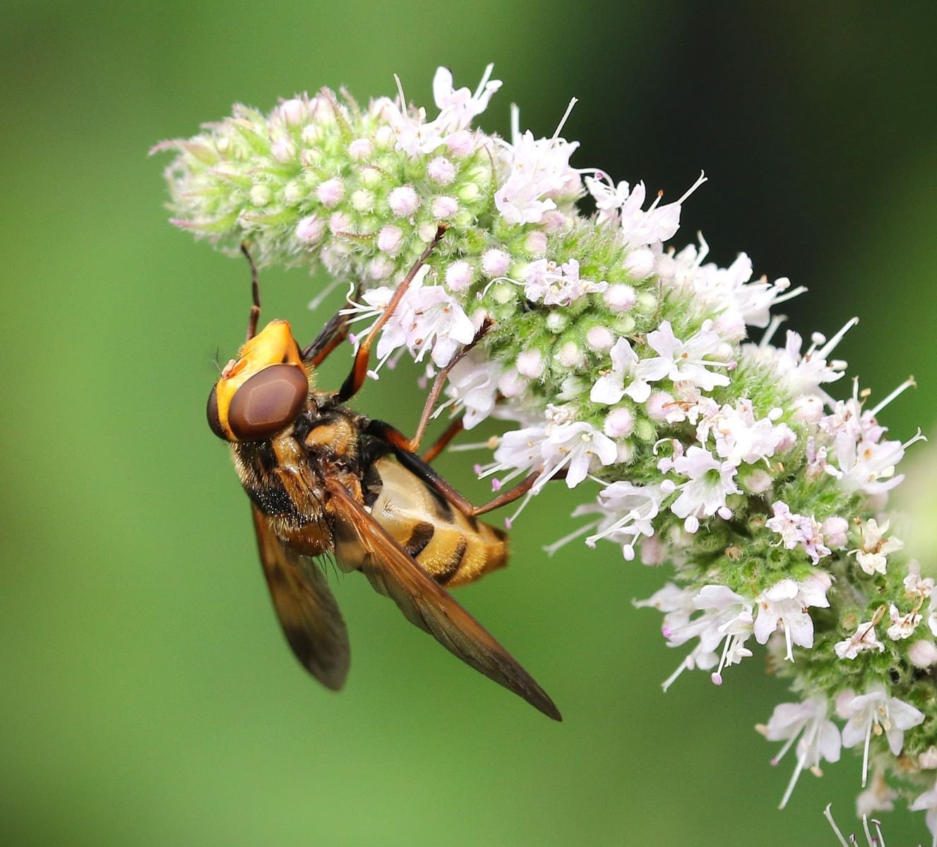 Hornet Mimic Hoverfly by Margaret Robson 19pts