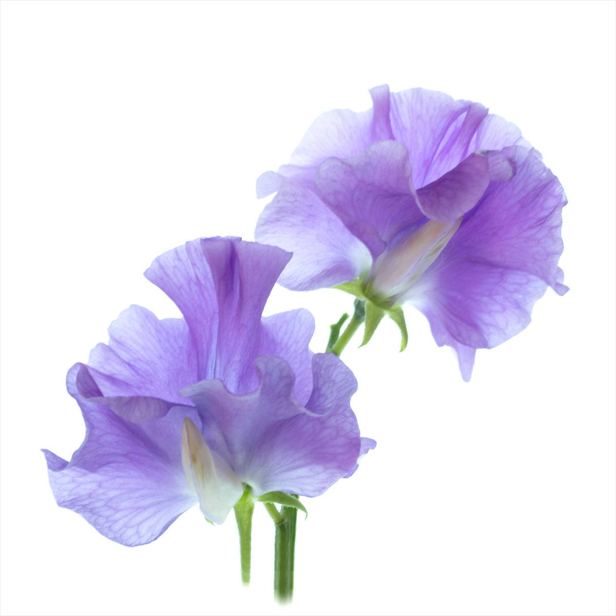 Sweet Peas by Jennie Williams 18 pts