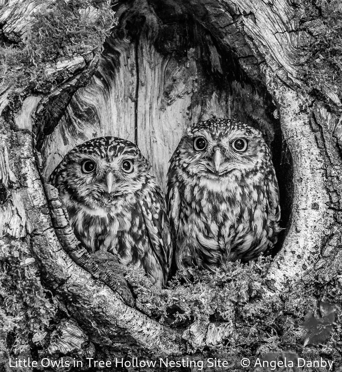 19_Little Owls in Tree Hollow Nesting Site_Angela Danby_.jpg
