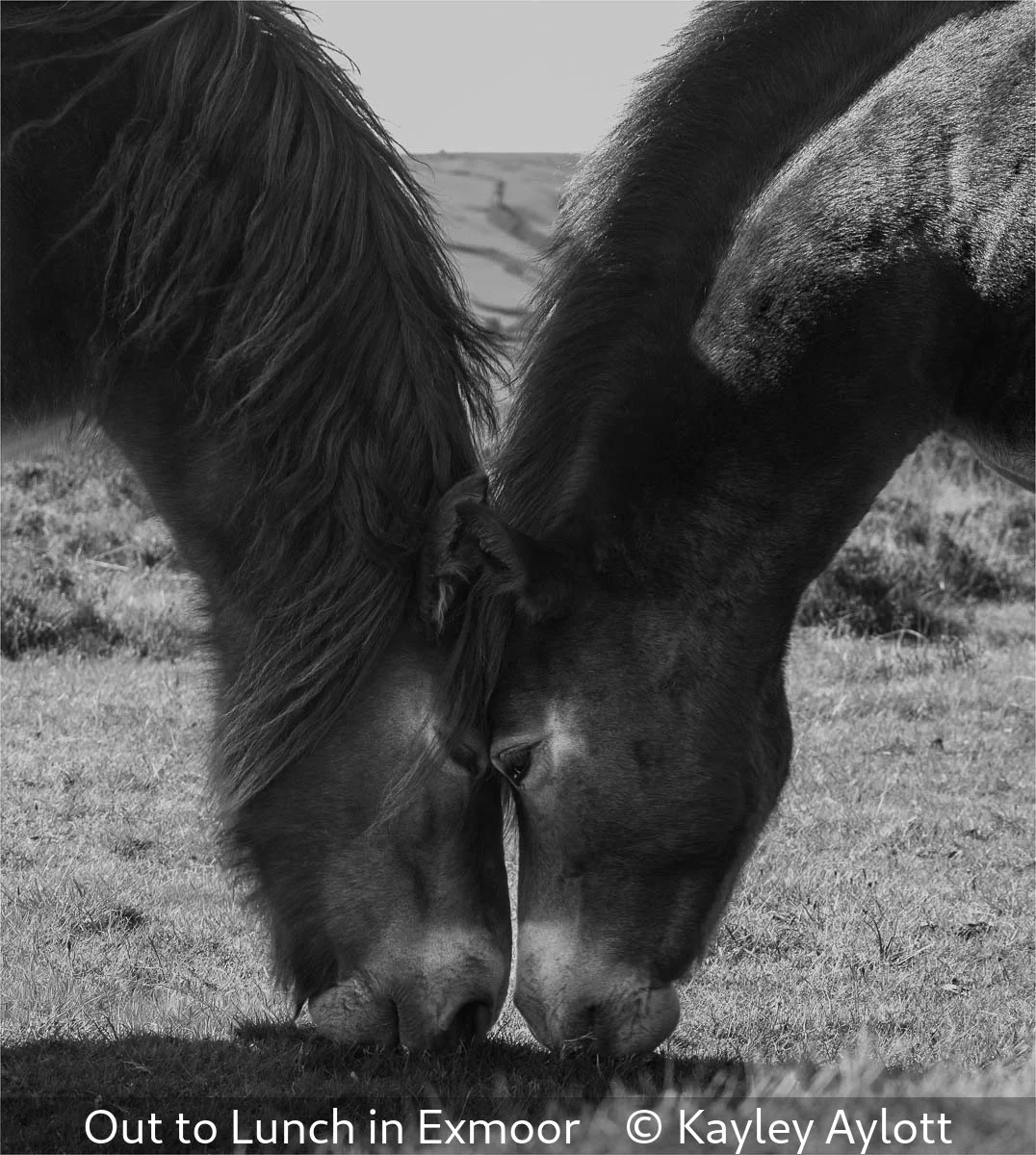 17_Out to Lunch in Exmoor_Kayley Aylott_.jpg