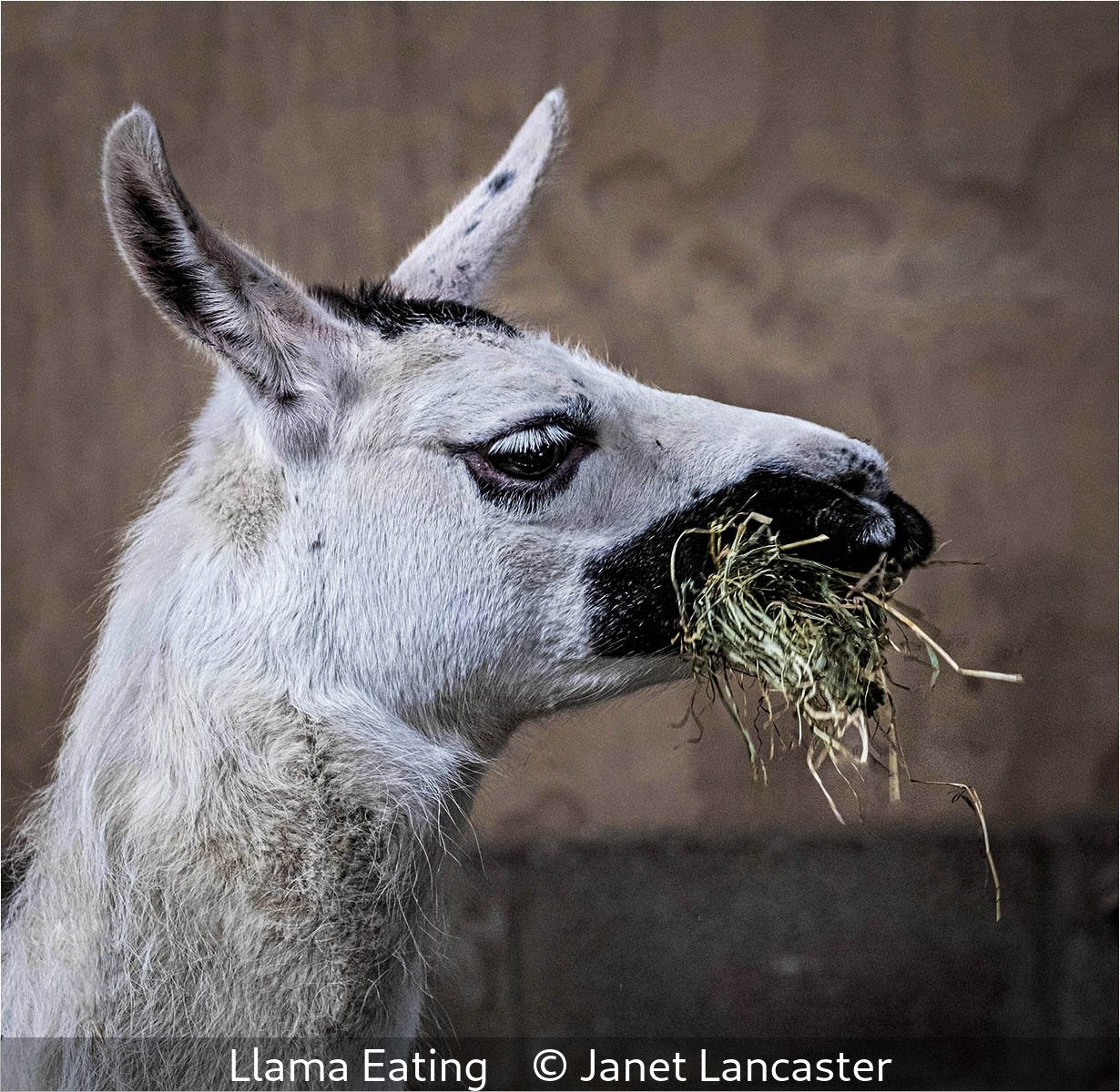 16_Llama Eating_Janet Lancaster_.jpg