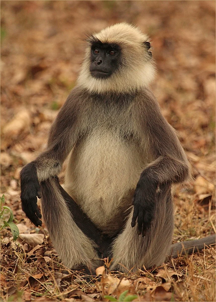 Langur Lookout by John Woodbridge 17 points
