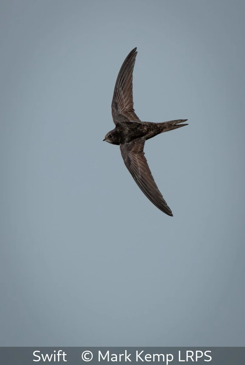 17_Swift_Mark Kemp_LRPS.jpg