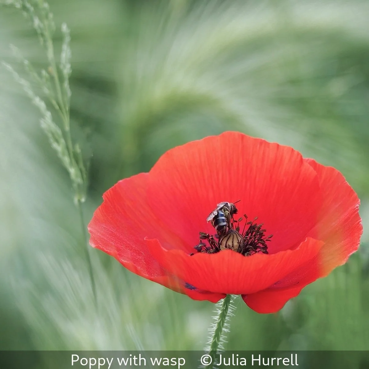 16_Poppy with wasp_Julia Hurrell_.jpg