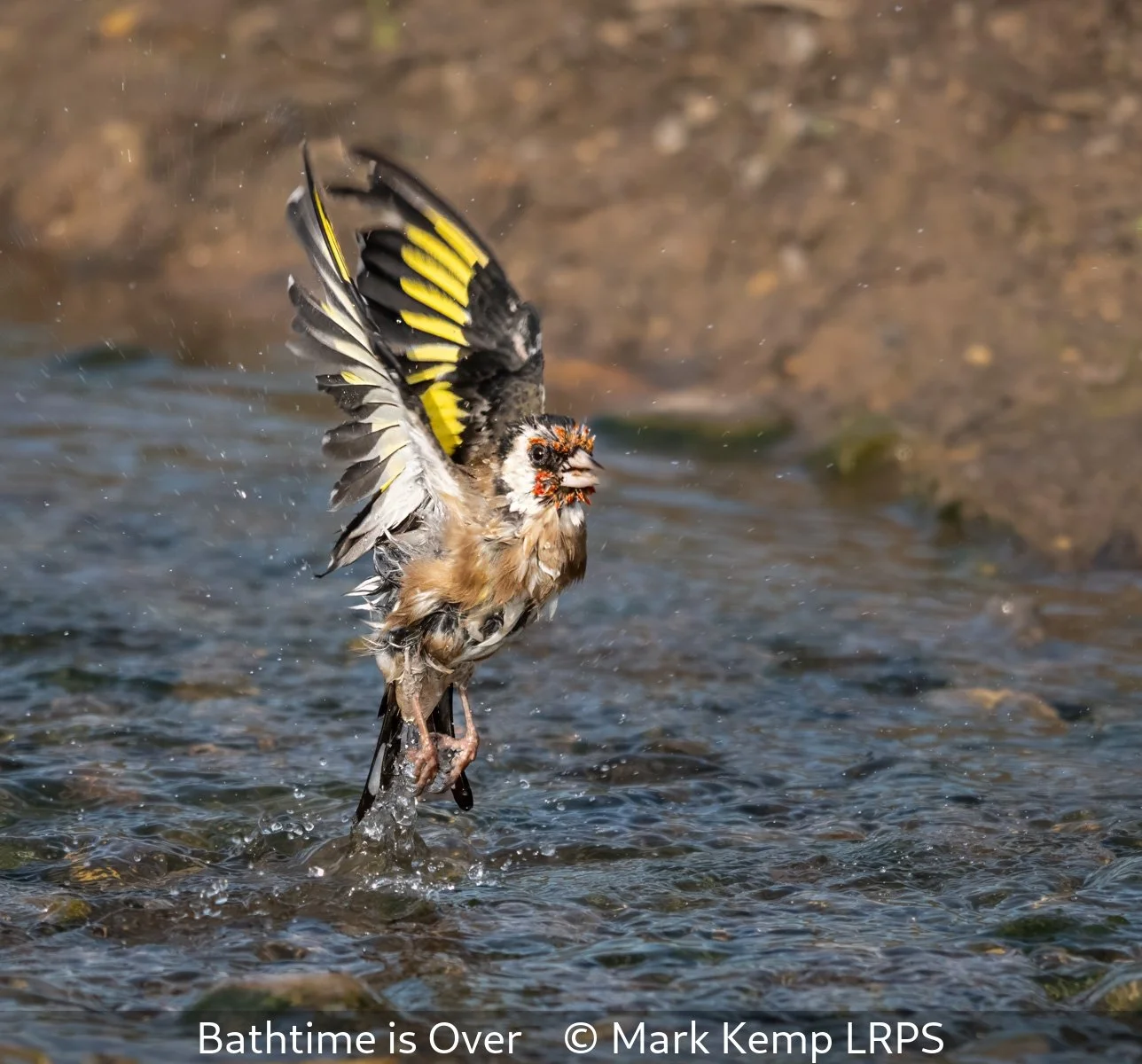 19_Bathtime is Over_Mark Kemp_LRPS.jpg