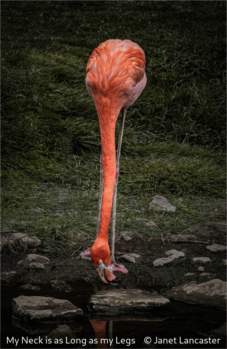 17_My Neck is as Long as my Legs_Janet Lancaster_.jpg