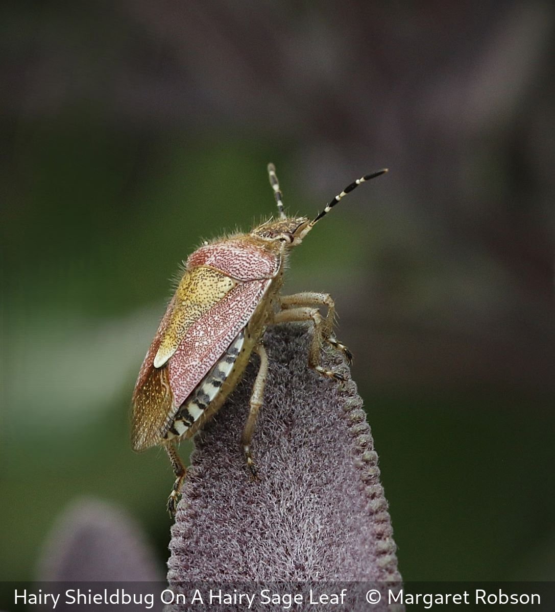 18_Hairy Shieldbug On A Hairy Sage Leaf_Margaret Robson_.jpg