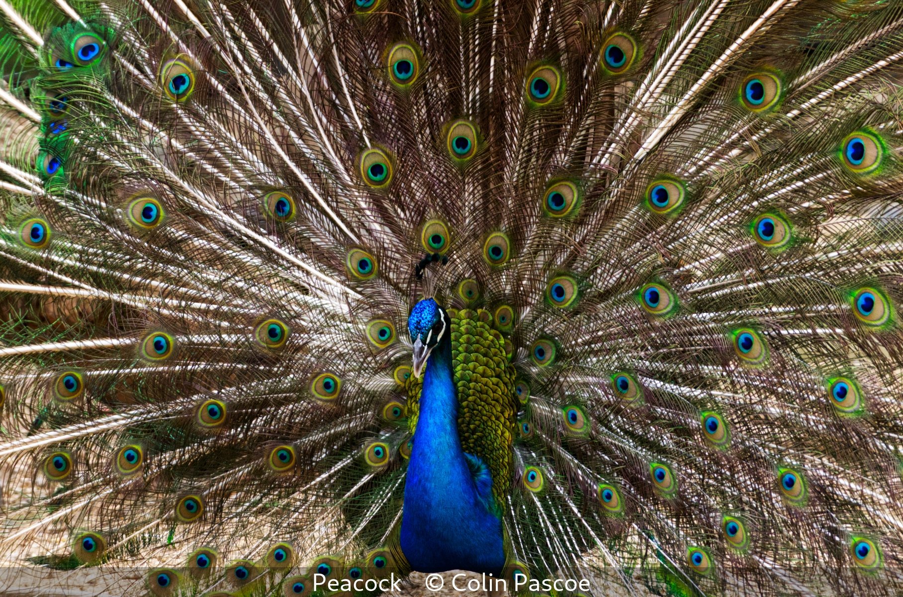 15_Peacock_Colin Pascoe_.jpg