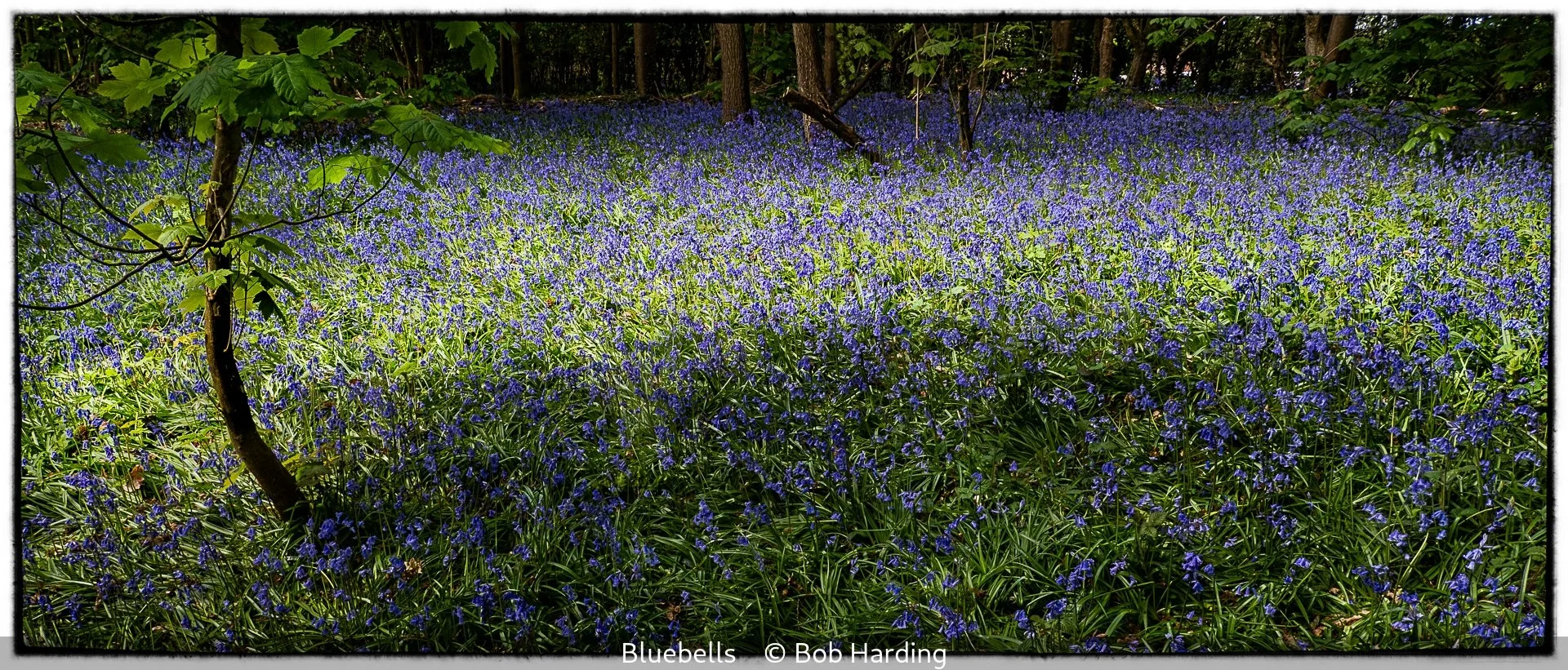 17_Bluebells_Bob Harding_.jpg