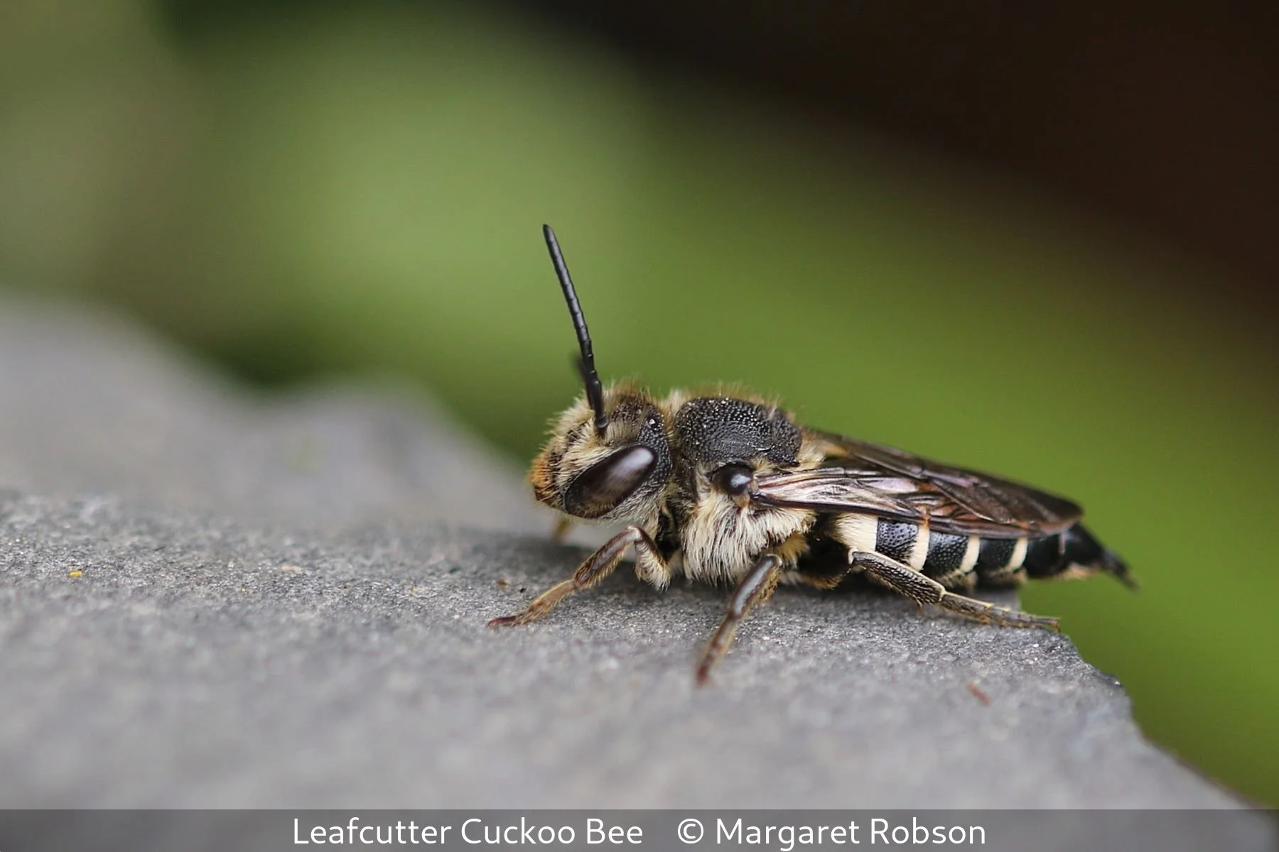 16_Leafcutter Cuckoo Bee_Margaret Robson_.jpg