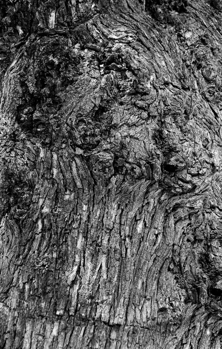 Ancient Olive Trees by Angela Danby