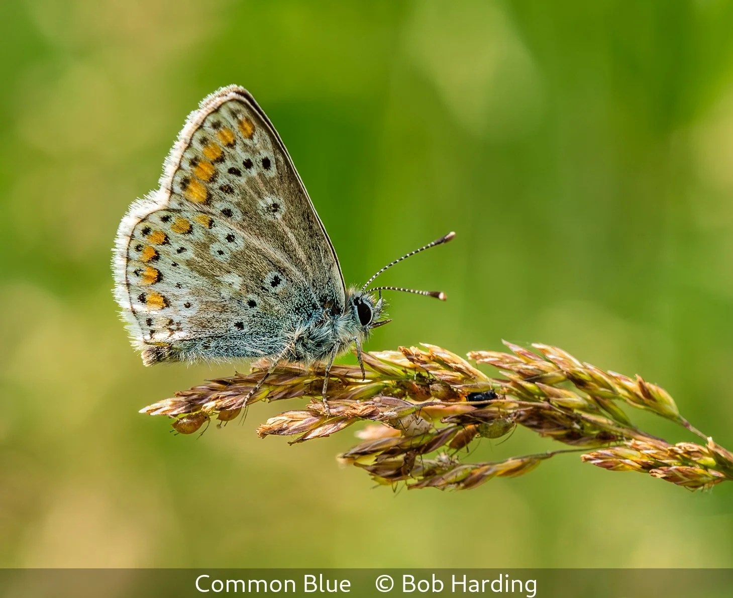 18_Common Blue_Bob Harding_.jpg