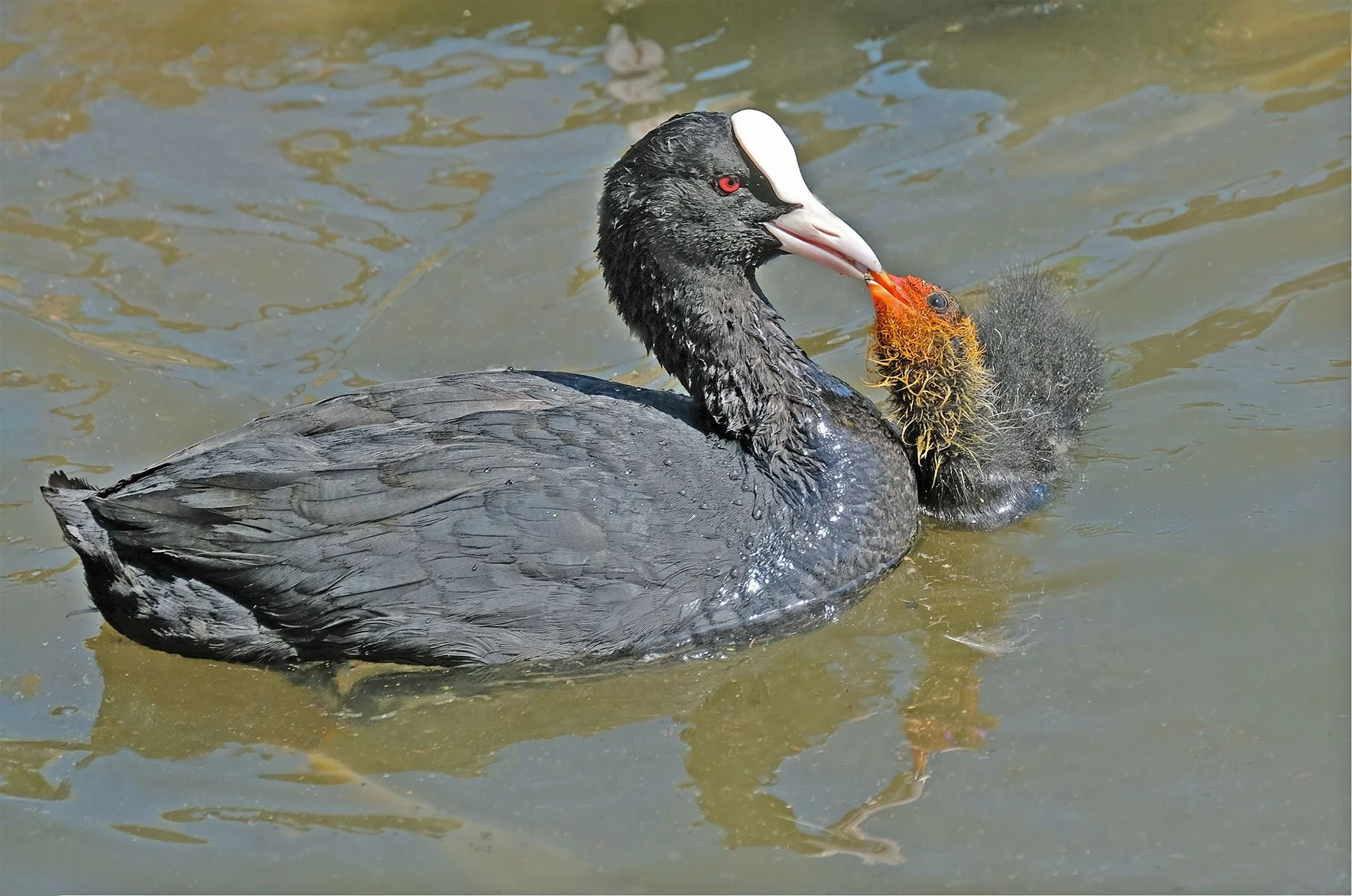 Coot-and-Chick by Suzanne Mellor 18 pts