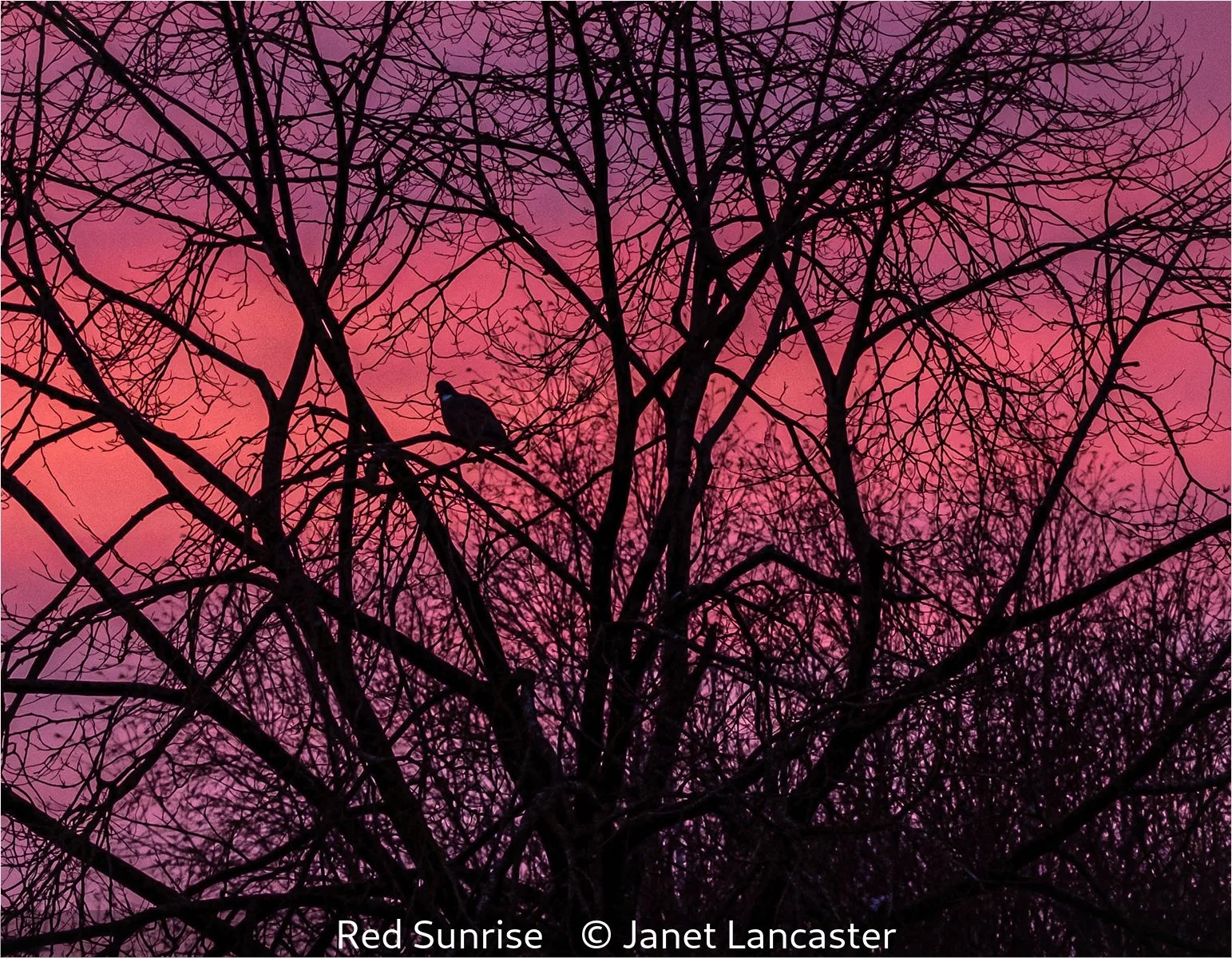 15_Red Sunrise_Janet Lancaster_.jpg