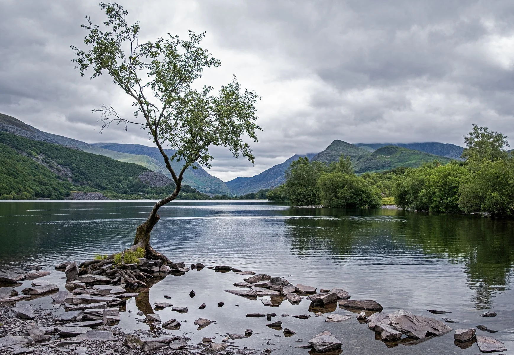 The Lone Tree by Suzanne Mellor 19 points