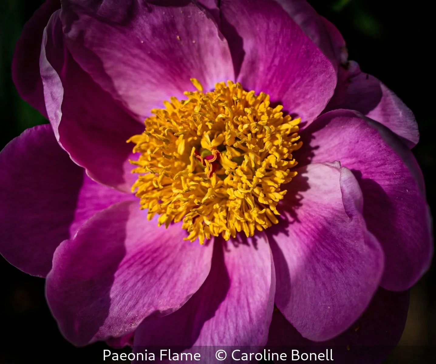 19_Paeonia Flame_Caroline Bonell_.jpg