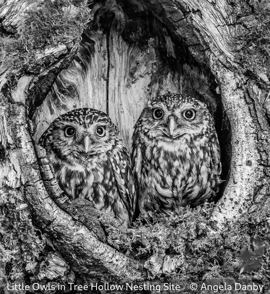 19_Little Owls in Tree Hollow Nesting Site_Angela Danby_.jpg