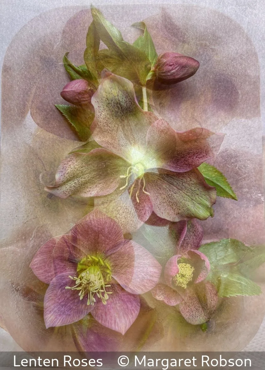 19_Lenten Roses_Margaret Robson_.jpg