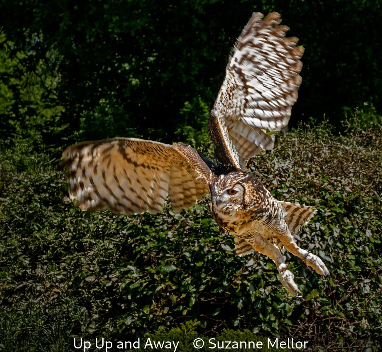 19_Up Up and Away_Suzanne Mellor_.jpg