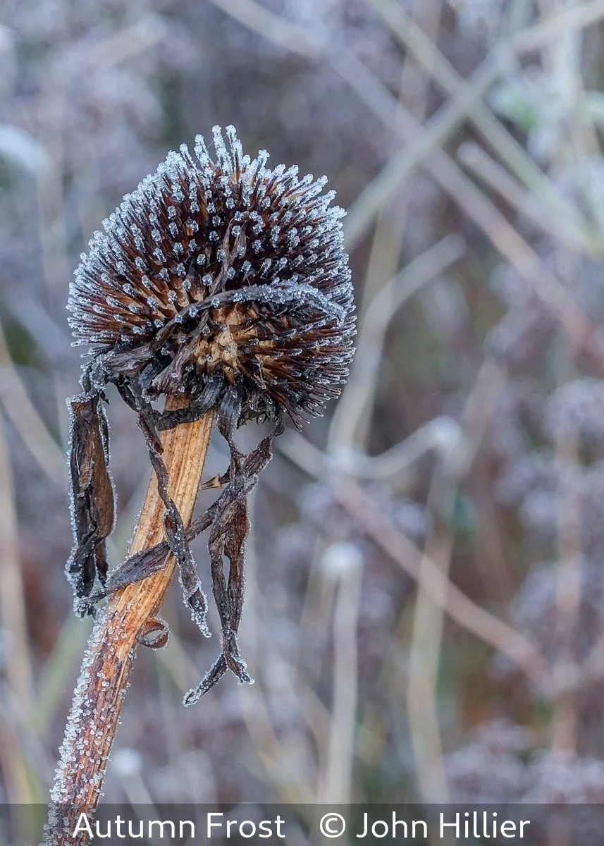 18_Autumn Frost_John Hillier_.jpg