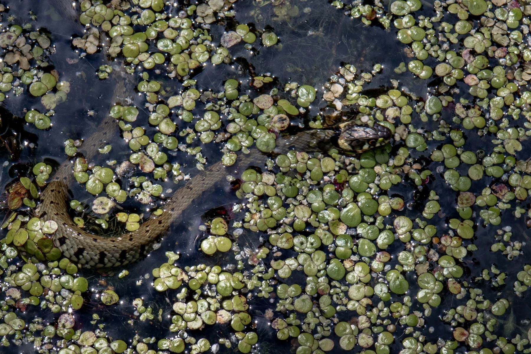 Grass Snake Swimming by Dave Whittle 17 points