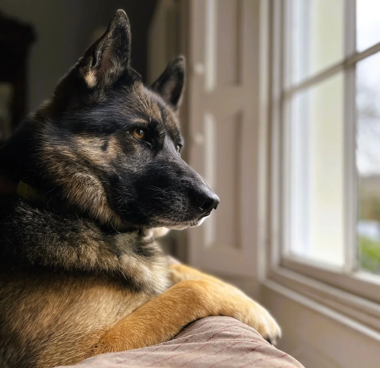Waiting for my Master by Margaret Robson 19 points