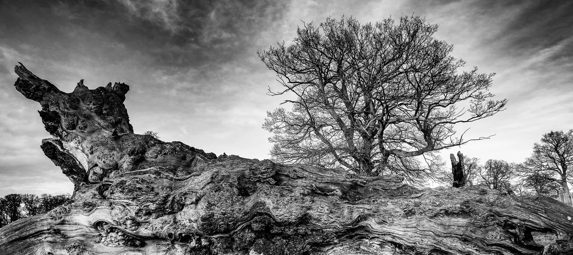 Tree Life by Bob Harding