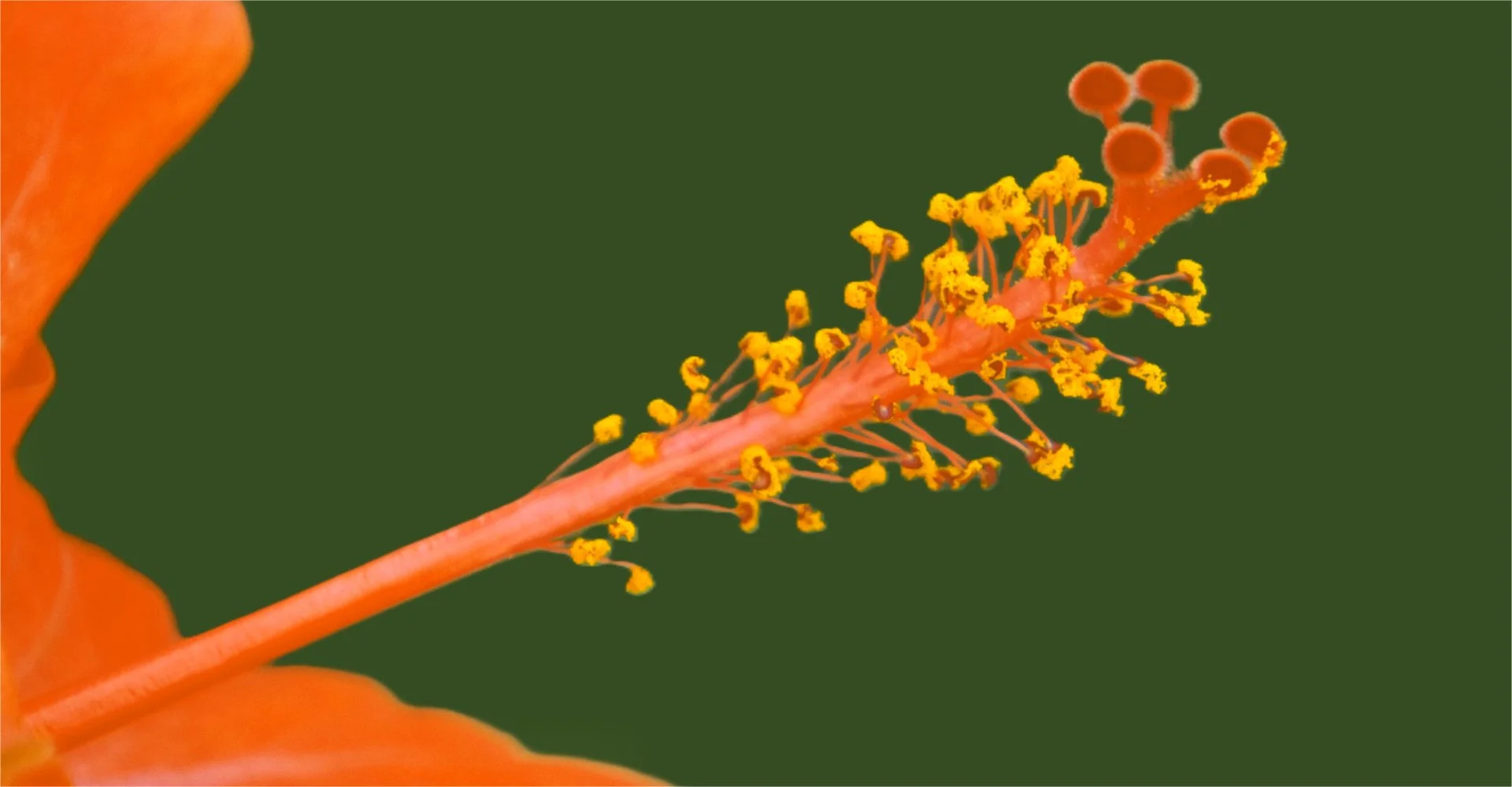 Hibiscus Stamen by Colin Pascoe 14 points