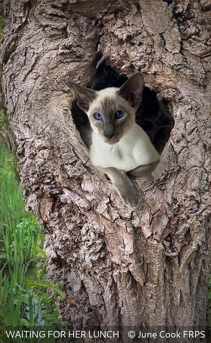 15_WAITING FOR HER LUNCH_June Cook_FRPS.jpg