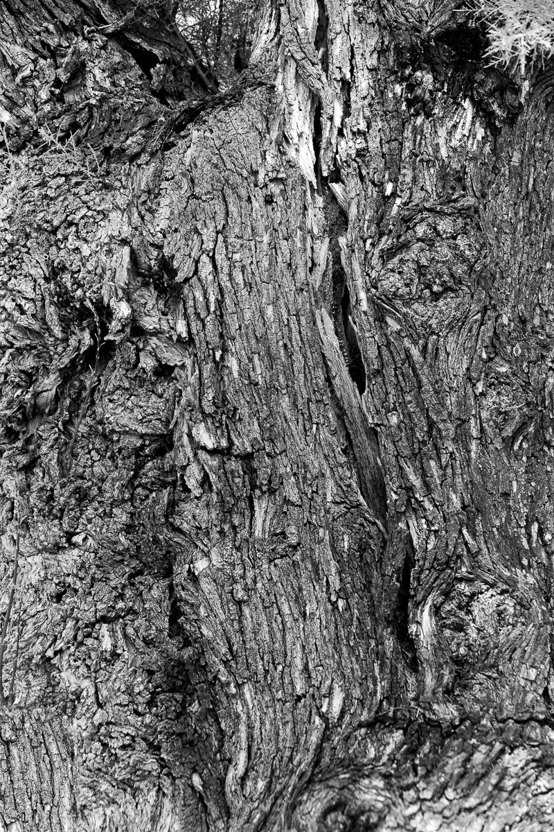 4-Ancient Olive Tree No.4.jpg