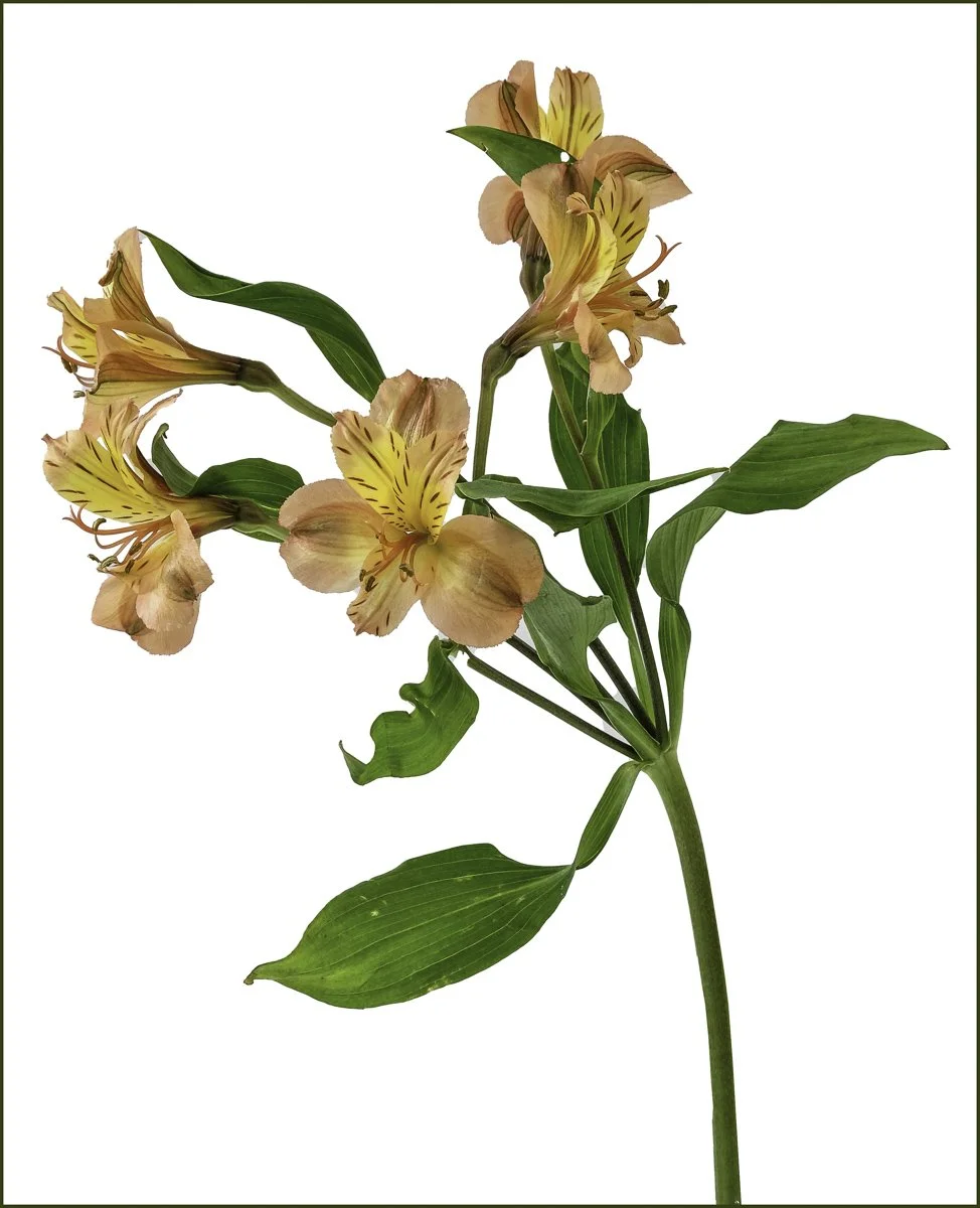 Alstroemeria by Robert Harding 20 points
