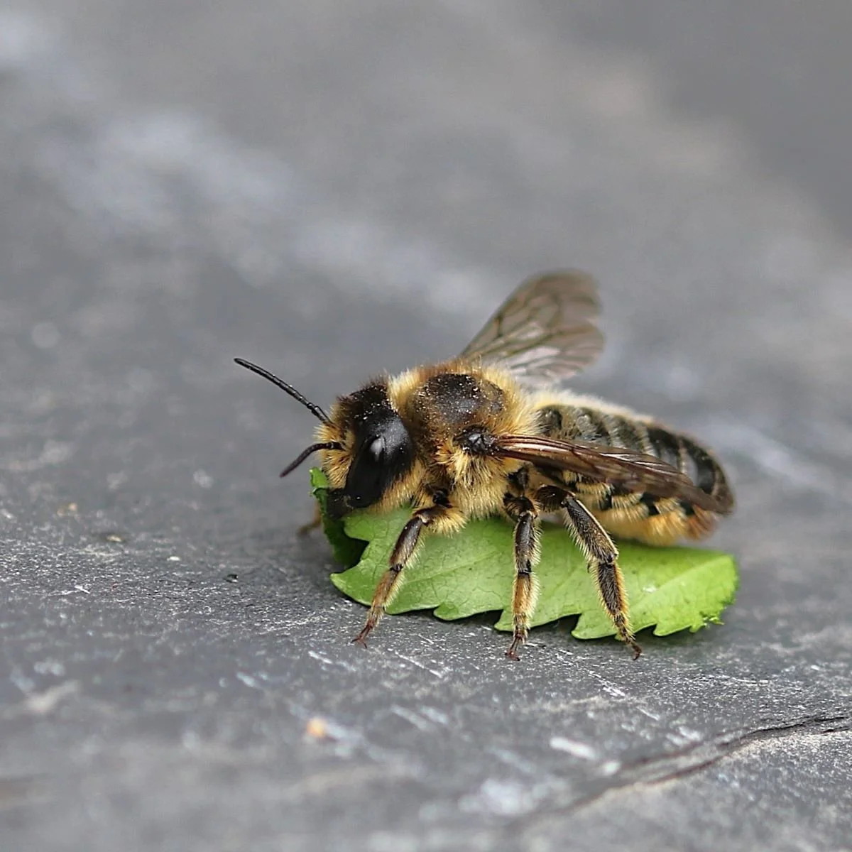 4-The Leafcutter Bee.jpg