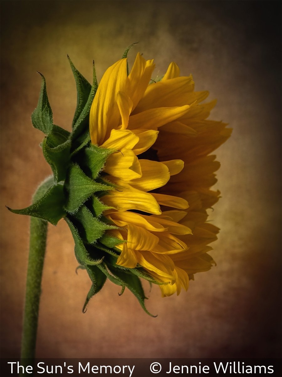 16_The Sun's Memory_Jennie Williams_.jpg